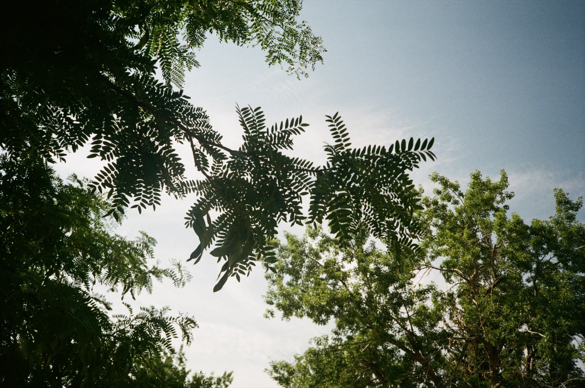 Locust branches seen from below against a pale, bright sky