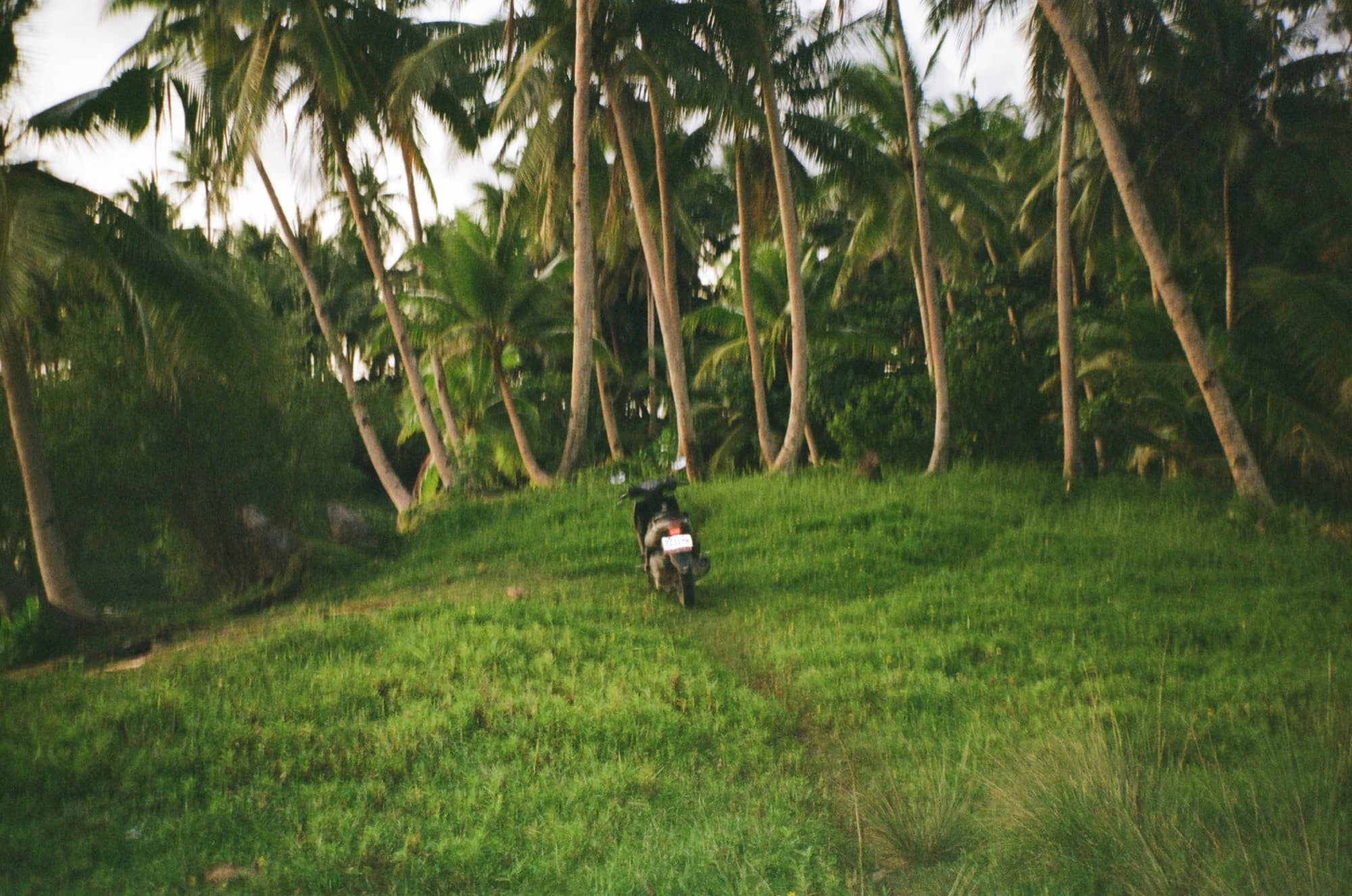A motorbike parked on a grass slope in a grove of leaning coconut palms