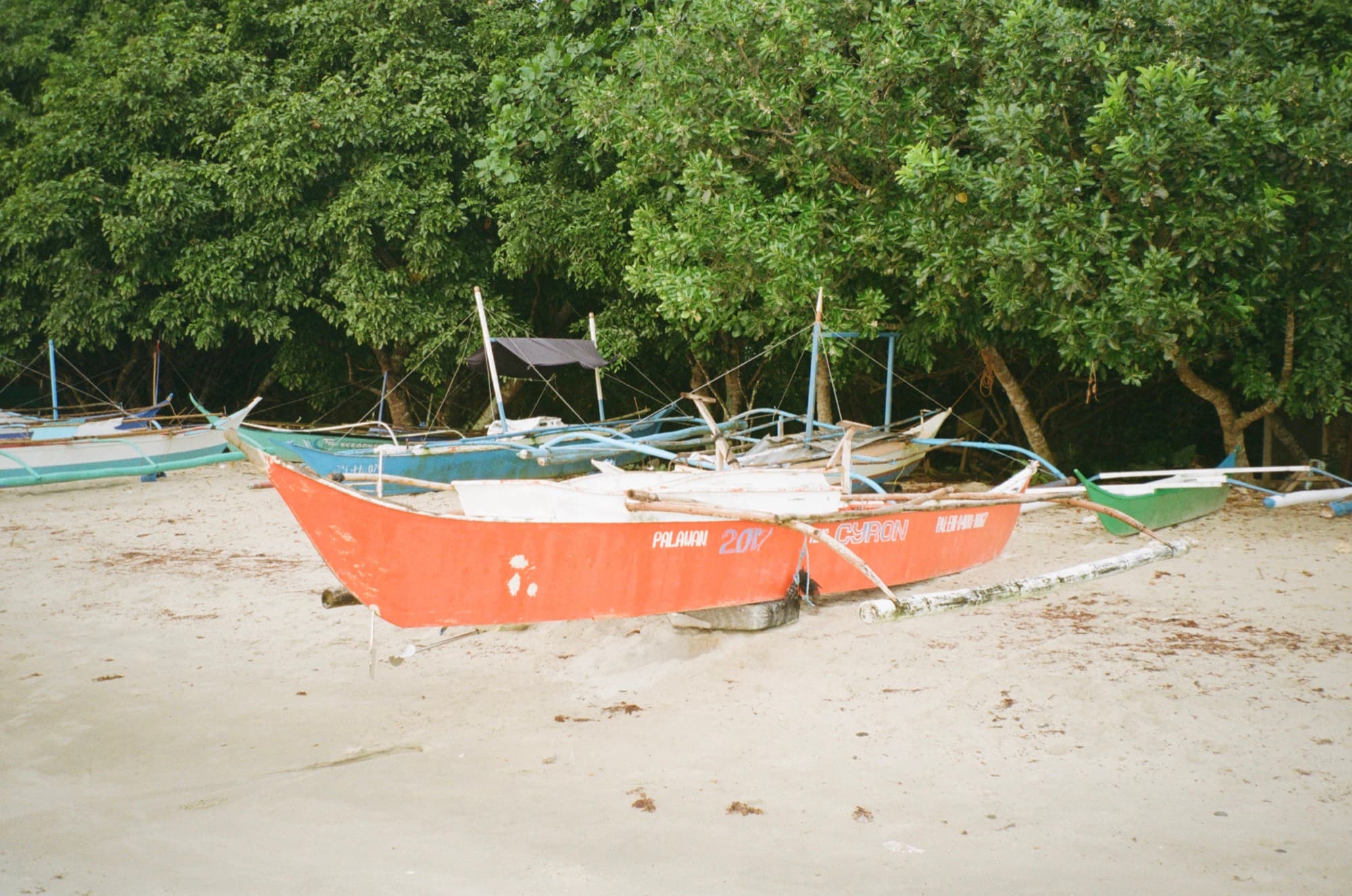 Outrigger fishing boats drawn up on the sand beneath low trees