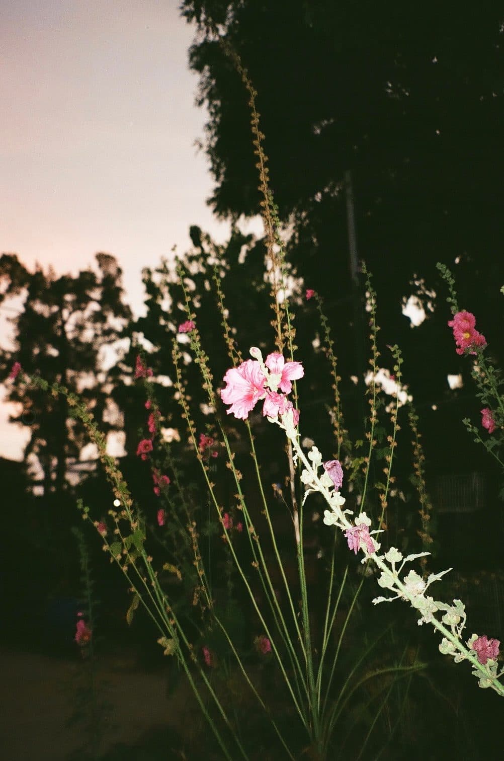 Film photograph by Noga Margalit